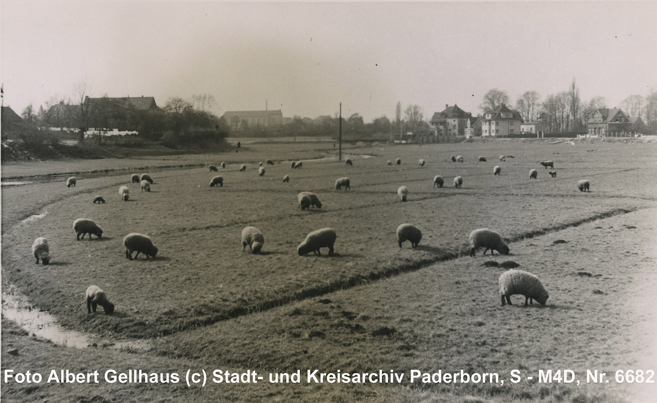 Schafhude auf den Flößwiesen, Ostern 1939 (Kreis- und StadtA Pb, Foto A. Gellhaus, S-M4D, Nr. 6682)
